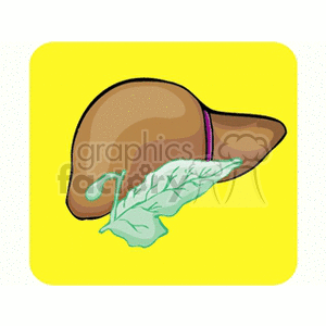 hepato clipart. Commercial use image # 165340