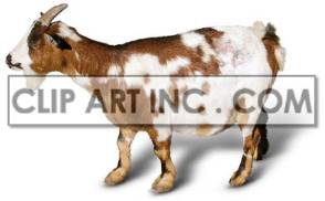  goat capra ruminant hollow-horned mammals animal domesticated livestock goats   2A0044lowres Photos Animals 