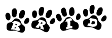 The image shows a row of animal paw prints, each containing a letter. The letters spell out the word Brid within the paw prints.