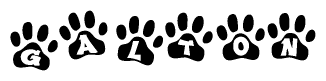 The image shows a row of animal paw prints, each containing a letter. The letters spell out the word Galton within the paw prints.