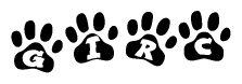 The image shows a row of animal paw prints, each containing a letter. The letters spell out the word Girc within the paw prints.
