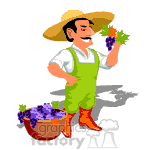 clipart - Man gathering grapes from the vineyard.