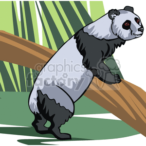 pandas panda bears bear  wmf jpg png gif vector clipart images clip art real realistic  Anml069 Animals 