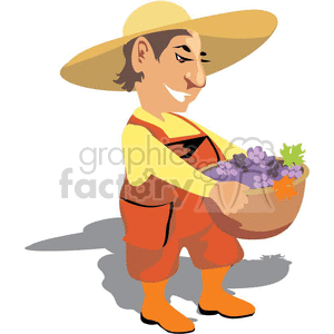 clipart - Harvesting the grapes.