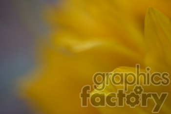 yellow flower close up clipart.