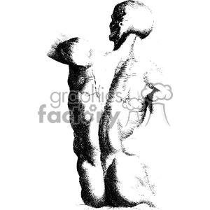 clipart - Bernardino Genga human back vector anatomy art.