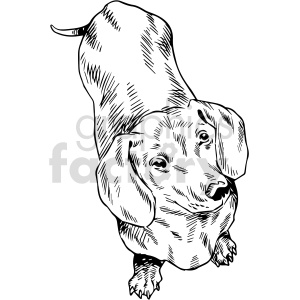 black and white dachshund vector clipart