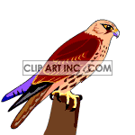   bird birds falcon falcons  animals002aa.gif Animations 2D Animals 