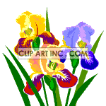 Multicolored irises animation. Royalty-free animation # 121144