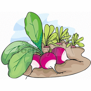 Pulled radishes laying on garden soil clipart.