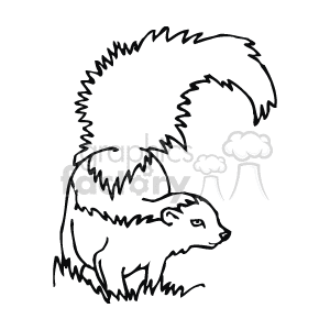 black and white skunk clipart. Commercial use image # 129321