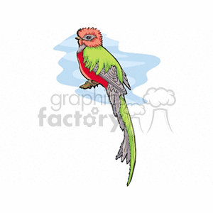 Pink red and green exotic bird clipart.
