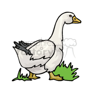 White goose walking on green grass