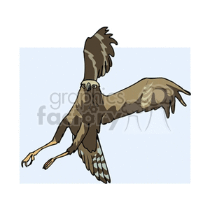 clipart - Spotted tail hawk hunting.