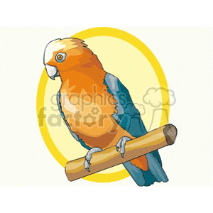Orange and white crested parrot in a yellow background clipart. Royalty-free image # 130542