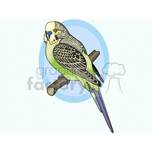 Green and grey parakeet sitting on branch clipart. Commercial use image # 130544