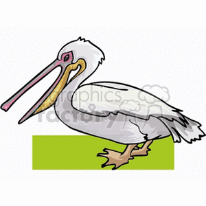 Pelican walking on green grass