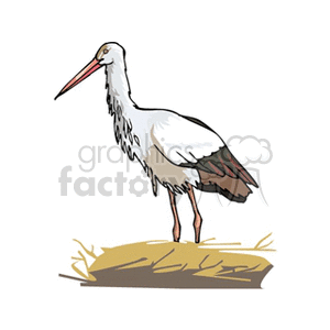 Stork standing on brown grass clipart.