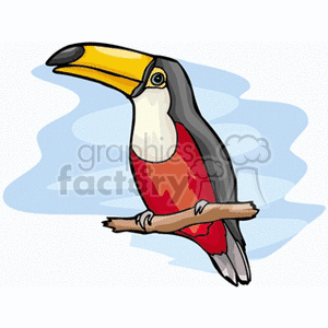 Red belled toucan on branch clipart. Royalty-free image # 130694