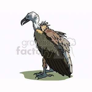 Vulture with dark brown feathers clipart.