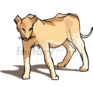 Skinny lioness standing on all fours clipart.