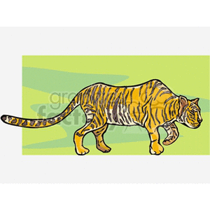 Full body side profile of a tiger walking against a green background