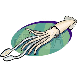 calamary clipart. Commercial use image # 132299