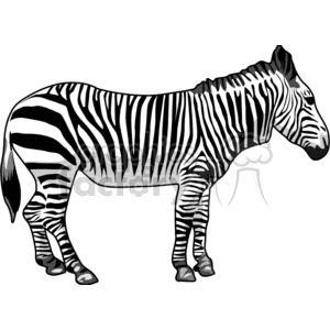 Zebra clipart. Royalty-free image # 132763