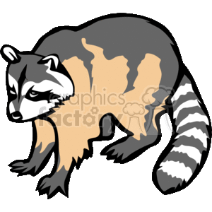 15_racoon clipart. Royalty-free image # 133361