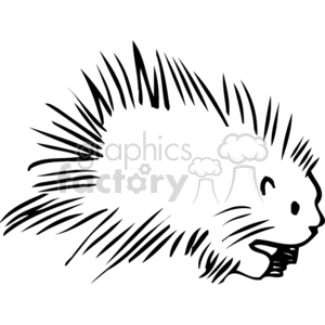 Porcupine clip art. clipart. Royalty-free image # 133406