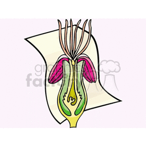 Cartoon parts of a flower clipart.