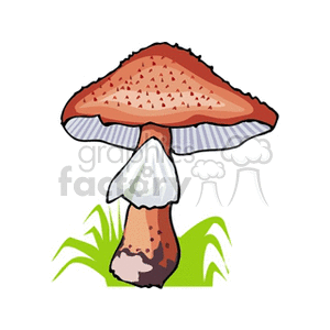 mushroom41