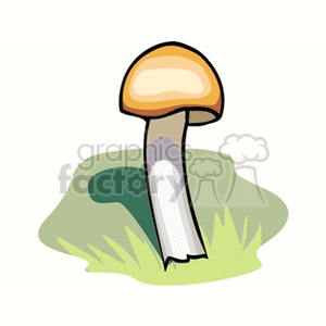 mushroom63