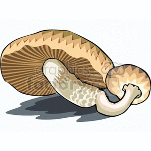mushroom67