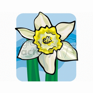 narcissus clipart. Commercial use image # 152230