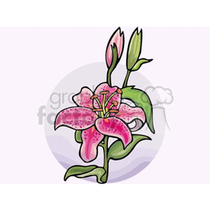 orchid1212 clipart. Commercial use image # 152250