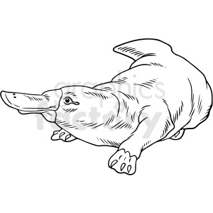 black and white realistic platypus vector clipart