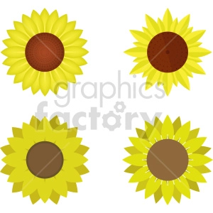 sunflower bundle vector graphic