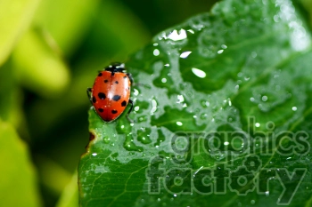 wet ladybug RF photo