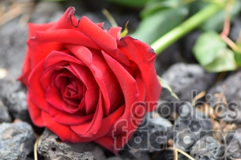 red rose with stem