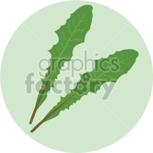 romaine lettuce leaves on green circle background