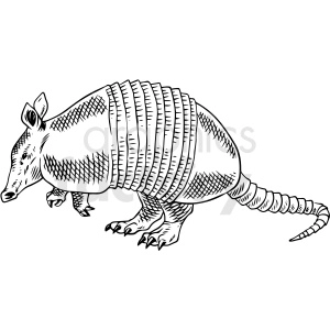 black and white armadillo vector illustration