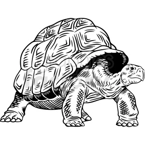 black and white turtle vector clipart