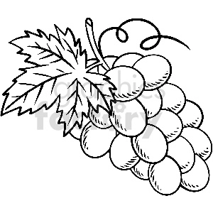 black and white grapes vector clipart