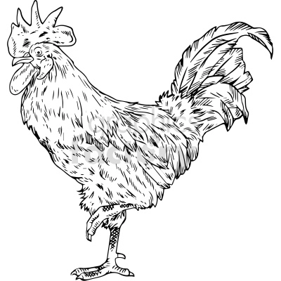 black and white rooster clipart