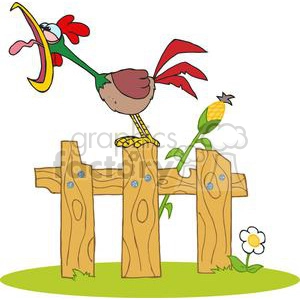 Rooster sitting a fence crowing