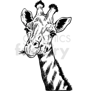 realistic giraffe vector clipart