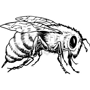 black and white realistic bee vector clipart