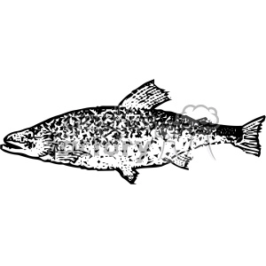 vintage distressed brook trout fish GF vector design vintage 1900 vector art GF