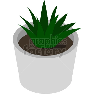 small house plant in small pot